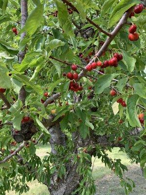 Cherries!