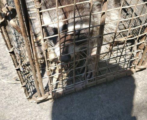 Racoon I caught