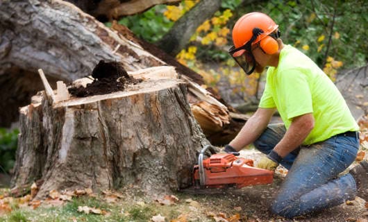 Stump Grinding Services