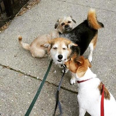 One of my favorite pics from a group walk (my guy is he one in the middle surrounded by the girls ;))