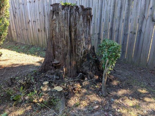 Stump Removal, along neighbor's fence line!