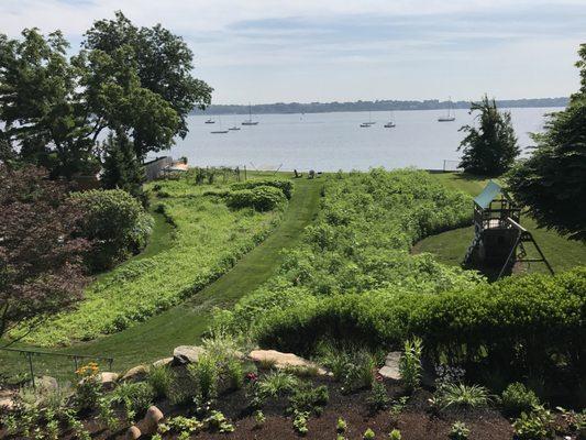 Edgewood meadow garden, early growth