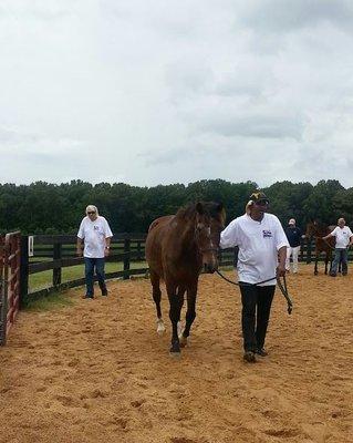 Veteran clients of Alpha Omega Veterans Services enjoying their time at Southern Reins Center for Equine Therapy in Nesbit, Mississippi.