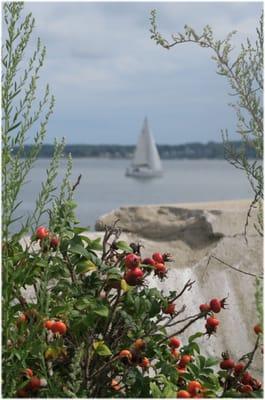 Beach plums and sail boat ... waiting for Cap'n Carle's arrival!