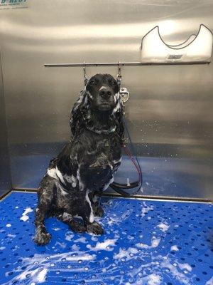 Rub a dub dub Boykin in the tub