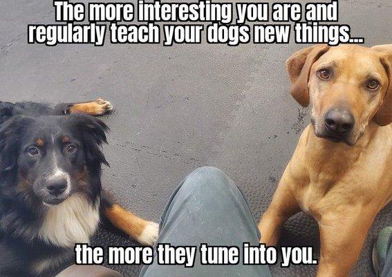 Good dogs paying attention .  . . learn how to speak their language.