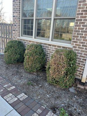 Naturescape did such a good job feeding nutrition to my bushes!!