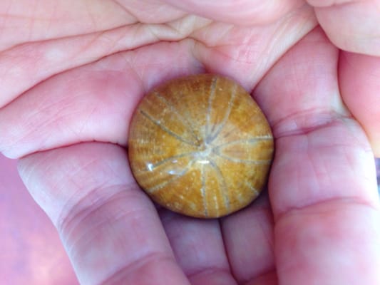 My new fossilized sea urchin