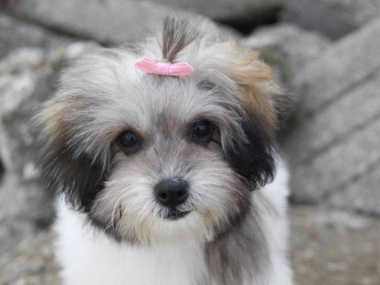 Coton de Tulear