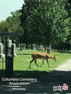 Driving through the cemetery and we noticed a surprising guest.