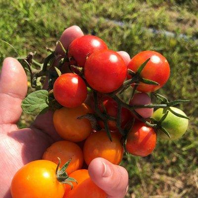 home grown tomatoes