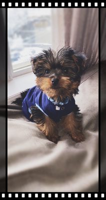 Kobe, Male yorkie