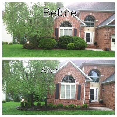 Tear out of original foundation plantings and the installation of new boxwoods and a dry laid stone wall