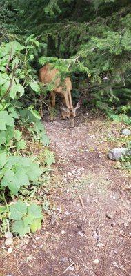 Deer browsing just off the trail