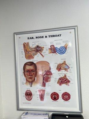 Anatomy poster