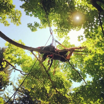 Climber skillfully pruning the end of a large Maple limb to remove access weight.