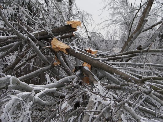 Antrim Tree Service