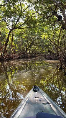 Kayaking through Mangrove trees