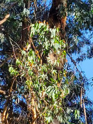 Butterflies in the trees