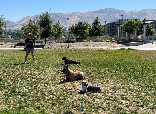 Rebel is at the bottom of the picture sitting next to Mr. Bones and Anarchy and just chilling! She could never do this before.