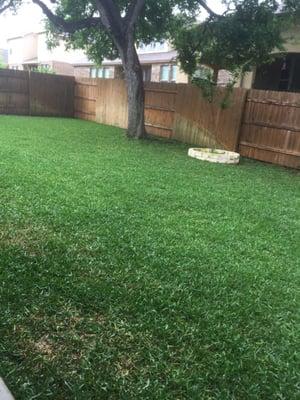 I just love the way my grass looks. Thanks Blue Bonnet!