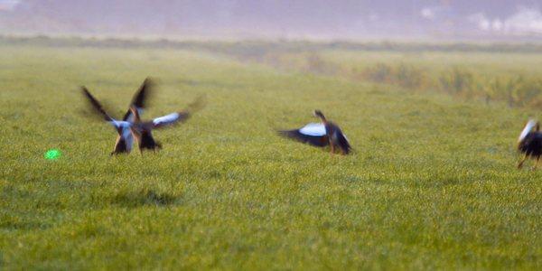 Bird Control Group