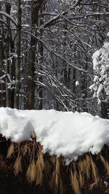 Woods over the wall.