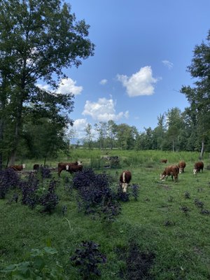 Heifers in a field