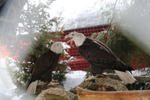 A pair of injured American Bald Eagles, they don't mind the cold.