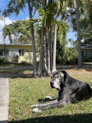 Pets At Peace