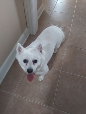 My pup, Annie, an American Eskimo breed.