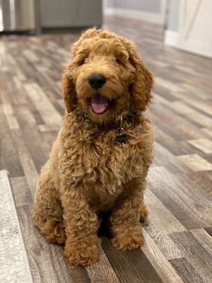 Cooper the Golden Doodle