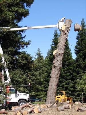 Large Aleppo pine tree removal.