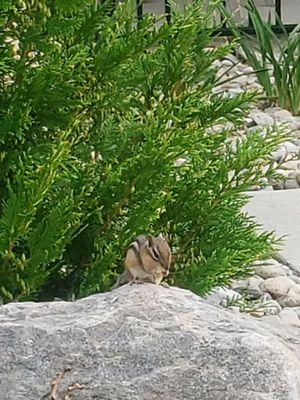 Chipmunk