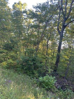 Property Purchased next to Smoky Mountain National Park