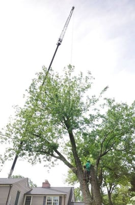 Tree removal with crane assistance.