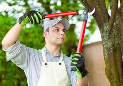 Lumber Jack Tree Service & Lawn Care