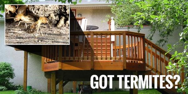 Got Termites?