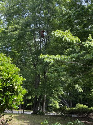 Metcalf Tree & Landscape SVC