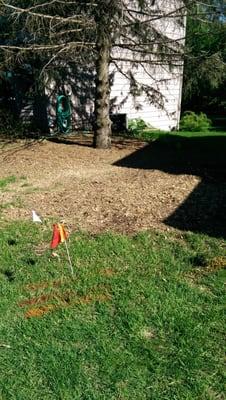 Pine stump removed