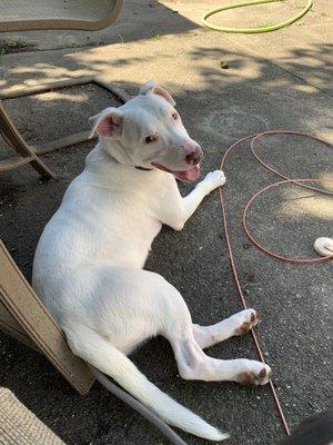 Here is Ghost after his first bath we renamed him. (see 1 star review by Alyssa S.)