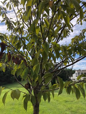 Early picture of brown leaves