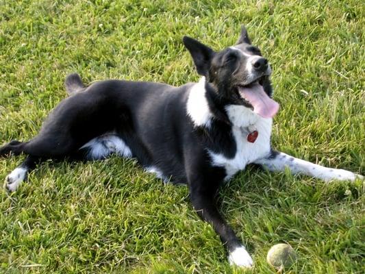 evidence of happy dogs!