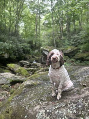 Dog enjoying the river and falls too.