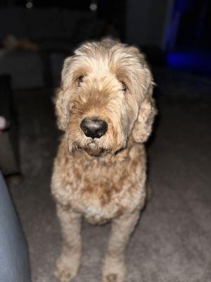 GoldenDoodle Grooming