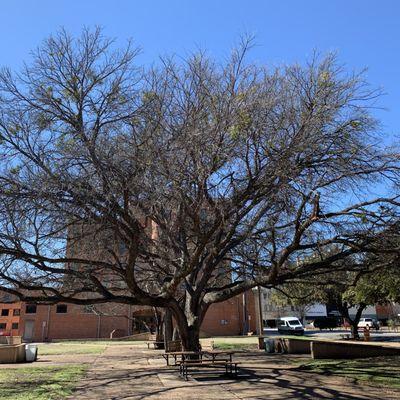 Large, central tree in the Bud Daniel Park in Wichita Falls, Texas.