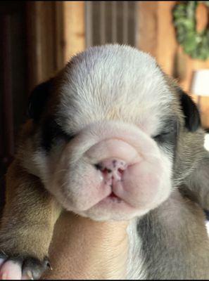 Old Red English Bulldogs Kennel