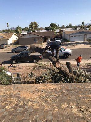 Tree crew cutting back tree to remove!