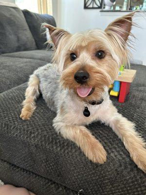 Hank the Rescue Yorkie