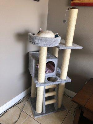 Cat Tree Factory